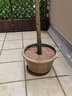 时光旧巷特大花盆大口径大码加厚塑料树脂荷花睡莲盆可种树盆景铁树水缸 【两个装】圆形60 底部有孔（种树） 实拍图