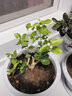 莺歌燕舞茉莉花盆栽带花苞室内花卉观花植物四季好养开花香水茉莉非洲茉莉 三年  独杆茉莉（不含盆） 含盆 实拍图