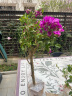 泰西丝 三角梅盆栽四季花卉观花植物  紫色三角梅地径3cm粗  （不含盆） 晒单实拍图