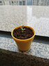 弥鹿（MiDeer）儿童种植盲盒玩具小盆栽科学实验套装手工DIY种菜植物生长观察盒 （新品）整盒12盒-必出隐藏款 实拍图