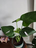 御春阁 室内客厅办公室大型盆栽绿植花卉盆景 龟背竹 室内绿色盆栽花卉 实拍图