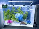 长锐侧滤鱼缸桌面办公室免换水生态水草超白水族箱 K400加热版【长41 宽22 高29】 实拍图