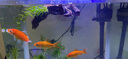 逸乐宠 紫柚木鱼缸造景沉木天然枯木头水族草缸懒人装饰型莫斯树桩根 小号沉木15-20cm(形状随机) 实拍图