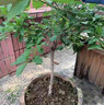 蜂糖李子树苗嫁接特大晚熟脱骨青脆李子果树苗南北方种三华李树苗 蜂糖李40~70cm高次年结果 70cm(含)-79cm(含) 实拍图