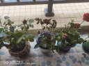 锦枫（jinfeng）玫瑰花盆栽 大盆带花苞室内好养的花卉观花植物绿植苗 红色花篮盆(玫瑰花颜色) 含盆 实拍图