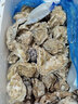 山姆大叔 乳山生蚝8XL级【JD顺丰-多地次日达】刺身活鲜海蛎子海鲜 XL【中号】单个90g｜肉小不推荐 核心产区丨10斤装【全家分享-蕞划算】净9斤 实拍图