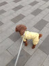 华元宠具（hoopet）狗狗衣服小型犬秋冬保暖宠物衣服冬天比熊幼犬泰迪小狗全包四脚衣 【德绒款】四脚护肚衣-莺茶黄 M:背长30.5cm-推荐体重7-10斤 实拍图