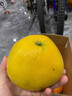 黄金葡萄柚2024年新鲜柚子当季水果福建黄肉蜜柚甜西柚整箱 带箱9斤中果【9-12个】 实拍图