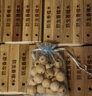 昙蓓漫防虫香樟木条天然驱虫樟脑丸家具衣柜香樟球防蛀防蟑螂除异味香包 【天然的樟脑丸】香樟木套装 【香樟木*30+空心球*20】 实拍图
