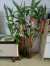 通用浓缩型植物营养液绿色复活液体肥料有机花肥复合肥多肉花卉 买2 送1【到手3瓶】 实拍图