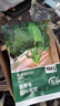寿禾菠菜种子苗秋季蔬菜籽阳台家庭种植 红根圆叶菠菜种子25g约3000粒 实拍图