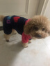 派可为（TOM CAT）狗狗衣服小狗博美比熊泰迪犬中小型犬四脚衣宠物猫咪秋冬装情侣服 蓝色papa 冬款 单件 L 实拍图