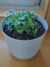 仟草集吊兰绿植盆栽室内盆栽花卉绿植物花卉盆栽土培水培吊兰 不含盆 金边常春藤整盆苗 实拍图