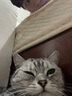 憨憨乐园 猫狗梳子猫毛清理器梳刷子脱毛梳狗毛宠物梳毛器长短毛 细针蓝色 实拍图