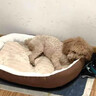 瓜洲牧猫窝狗窝冬季保暖加厚椭圆窝封闭式四季通用大号宠物窝冬天小型犬 优质棉【加高加厚】咖啡色 XL-超大型85*65【推荐50斤以内】 实拍图