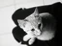 新宠之康宠物猫咪狗狗体内外同驱虫药驱除防治跳蚤耳螨虱子螨虫寄生虫药 猫咪专用体内驱虫药 6片*1盒 实拍图