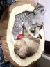 瓜洲牧猫窝狗窝冬季保暖加厚椭圆窝封闭式四季通用大号宠物窝冬天小型犬 优质棉【加高加厚】咖啡色 XL-超大型85*65【推荐50斤以内】 实拍图