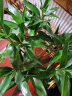 若绿 富贵竹水培植物花卉盆栽 室内客厅转运绿植 办公室桌面好养 富贵竹高85-90厘米10支（中竹） 实拍图