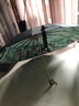 雪堡vonlilienfeld女16骨遮阳防晒伞upf50防紫外线晴雨两用结实大号 16骨折叠伞-白玫瑰 实拍图