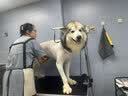 星域牧场阿拉斯加专用狗粮幼犬成犬中型大型营养冻干八拼通用型干粮 阿拉斯加专用单粮10斤 实拍图