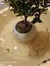 京云梦杜鹃花盆栽花卉绿植物四季室内阳台开花鲜花好养红原土源头直发 实拍图