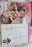 凯拉·桑德斯狗狗训养系列--幼犬训练，一本就够了 实拍图