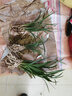 劉閣蘭花春剑珍品 春满园 冬带浓香花苞出售室内办公桌好养绿植花卉盆栽 4苗连体裸根当年开花 实拍图