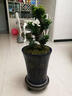 山头林村大型榕树S造型盆景盆栽室内风吹气根客厅植物人参老桩 小S榕树(50cm) 实拍图
