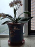 爵遇良品紫砂花盆特大号口径种树月季庭院落地客厅30以上发财树金钱树花盆 喜上眉梢 天蓝色 特大号 图示 实拍图
