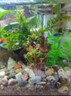 逸乐宠鱼缸水草活体鱼缸造景懒人水草套餐有茎类水榕前中后景水兰珍珠皇冠真水草水兰水族箱装饰小鱼缸造景 碗莲种子5颗已发芽 实拍图