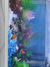 金利佳（Jeneca） 鱼缸专用背景纸水族箱高清背景画龟缸背景图饲养缸贴纸壁纸壁画 40高62长（浏览详情选款式） 实拍图