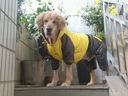 楚克奇（CHUKCHI）大狗衣服冬装加厚棉衣四腿大型犬连帽宠物服装金毛边境德牧萨摩 黄色 36#背80cm胸100-105cm颈62cm 实拍图