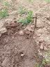 HUAHUIYOU樱桃苗四川树苗嫁接果树苗南方北方四季种植汁多蜜甜中国红 地径3cm（带分枝）当年结果 80cm(含)-89cm(含) 实拍图