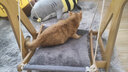 猫管家 猫咪秋千猫咪吊床摇椅宠物秋千架吊床玩具悬挂木椅摇摇床篮猫窝 大号秋千-灰色【+冬季垫子】 实拍图