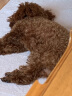 TRUELOVE狗狗牵引绳小型犬狗绳子遛狗绳背心式泰迪柯基宠物用品小狗胸背带 红色 XS(胸围32-36cm)建议5-8斤选择 实拍图