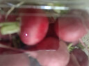 樱桃萝卜300g 实拍图