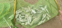 鱼界伊势尼成品绑好的鱼钩套装子线双钩有倒刺仕挂组子线组钓钩子线钩 30cm 0.8号线 伊势尼1号钩 实拍图