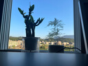 泰西丝绿植盆栽植物室内客厅绿植小盆景四季常青办公室小盆栽花卉 文竹+螺纹盆 实拍图