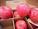 骄瑰 吉县壶口苹果水果10斤礼盒脆甜冰糖心精选大果新鲜红富士顺丰 85mm(含)-90mm(不含) 9斤 实拍图