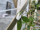 花友藤本月季花苗月季花树苗盆栽特大花苗庭院爬藤植物阳台蔷薇爬墙 藤冰山【爬藤】大苗 1-1.3米高度多分叉 实拍图