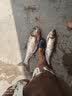 创威凌天2代小大综合二代创钓鱼竿维超轻硬碳素鲤鱼竿鲫手杆台钓 5.4m 凌天二代大综合+竿稍 实拍图