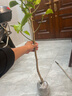 护花侬四季浓香开花白兰花苗盆栽室内阳台观花植物黄角兰绿植大树苗玉兰 白兰6年苗直径2cm 不含盆 实拍图