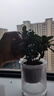 爱你一万年栀子花盆栽花卉植物室内绿植四季好养茉莉花源头直发驱蚊组合包邮 早安吸水盆【90#栀子花】 实拍图