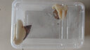 卓盛花卉 白玉蜗牛活体学生科学实验观察宠物美容观赏喂养工具全程指导 爬宠箱新手套装 实拍图