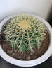 金虎狂刺仙人球盆栽植物绿植金虎超盆栽大盆栽办公室仙人掌 直径15厘米左右 含盆塑料 实拍图