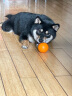 宜特（EETOYS）狗玩具耐咬橡胶球小中型训犬趣味训练球磨牙玩具可水洗 小号无声橄榄球（橘色） 晒单实拍图
