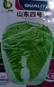 大白菜种子白菜种籽阳台盆栽四季易种植白菜种子蔬菜种子大全 山东四号白菜籽【2包 2千粒】 实拍图