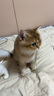 佰萃麦富迪同源猫湿粮 猫零食成猫幼猫罐头 营养慕斯罐头 鸡肉口味(375g×12罐) 实拍图