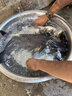 千峰剑（QIANFENGJIAN）海杆全套鱼竿装备钓鱼竿大物海竿套装一套矶竿抛竿远投竿渔具用品 4套2.4+200渔轮套装水桶+抄网 实拍图