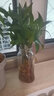 行湘竹柏水培绿植驱蚊桌面盆栽绿植 竹柏8-10棵+菱形玻璃瓶 源头直发 实拍图